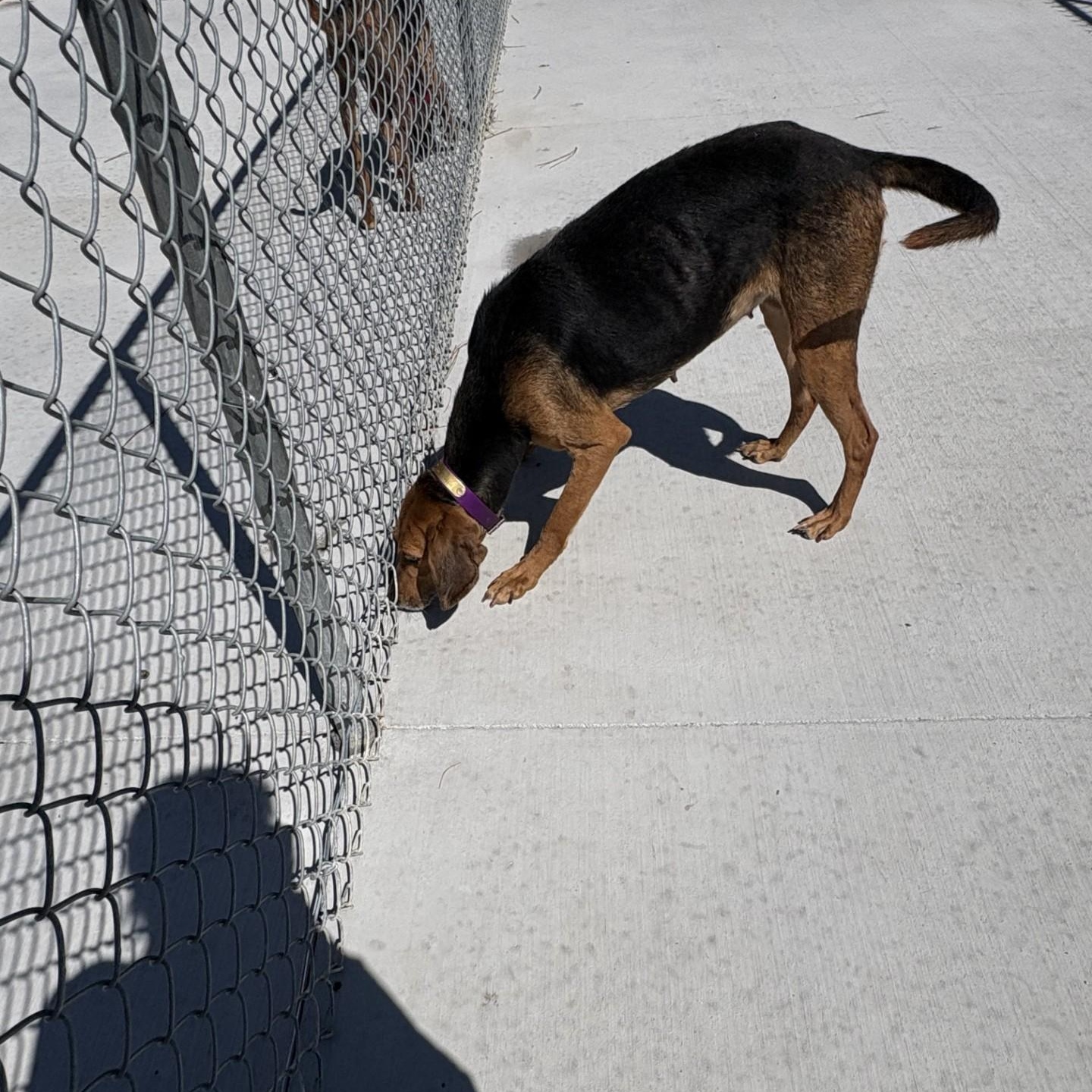 Sadie, a ADOPTABLE Hound in Elberon, VA image 3/3
