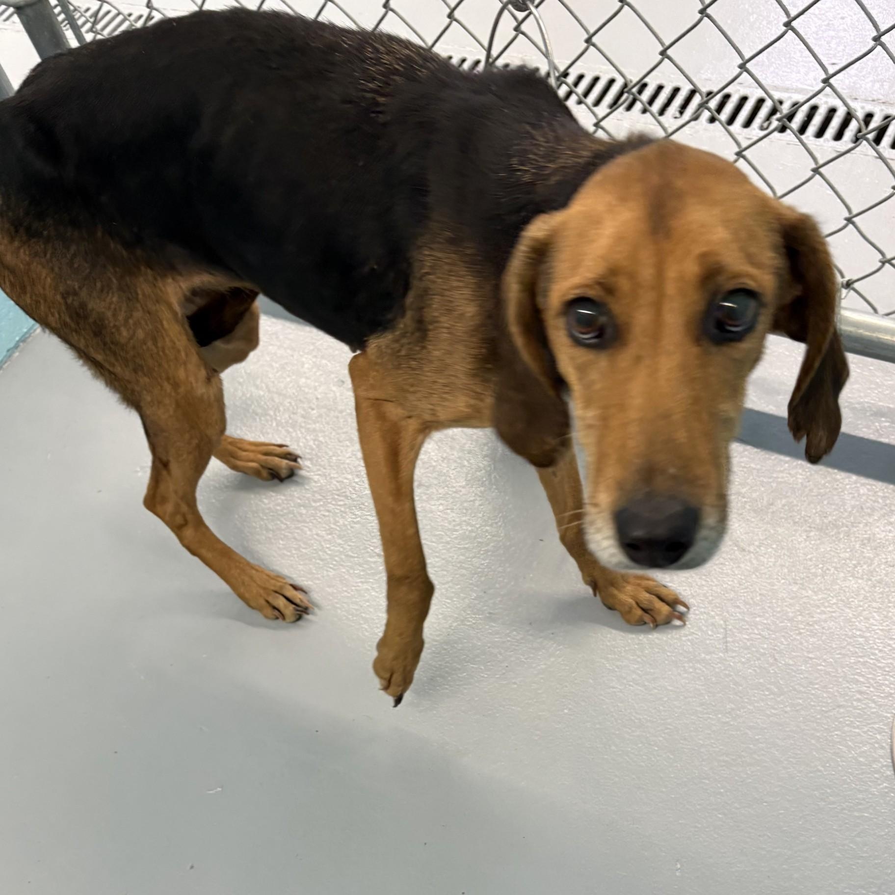 Enlarge Sadie, a ADOPTABLE Hound in Elberon, VA image 1/1