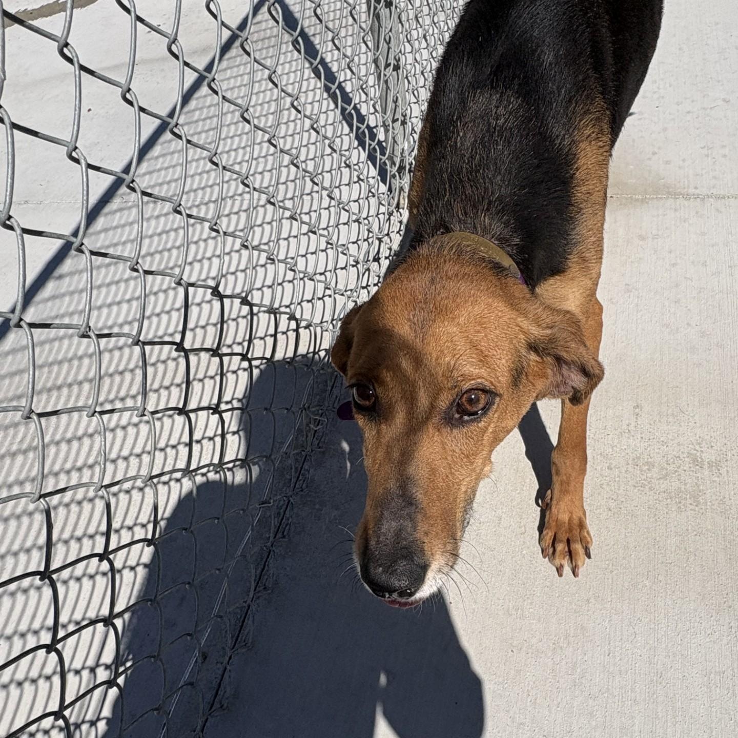 Sadie, ADOPTABLE, Adult Female Hound.