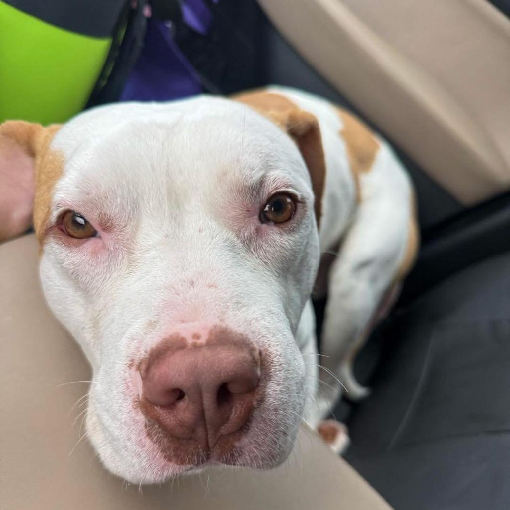 Avocado, Adoptable, Young Male Pit Bull Terrier.