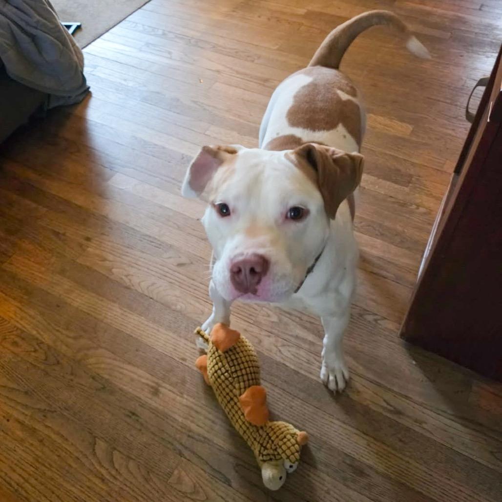 Enlarge Avocado, a Adoptable Pit Bull Terrier in Valparaiso, IN image 2/4