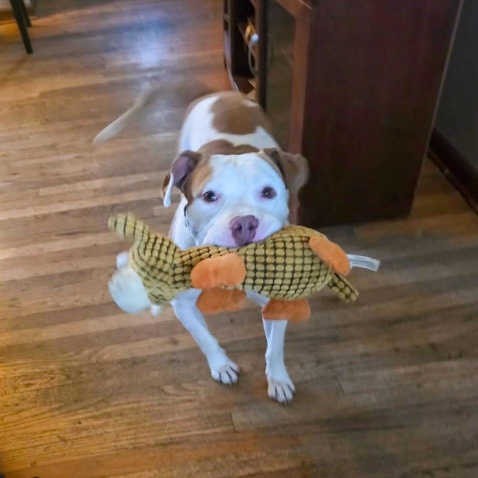 Enlarge Avocado, a Adoptable Pit Bull Terrier in Valparaiso, IN image 3/4
