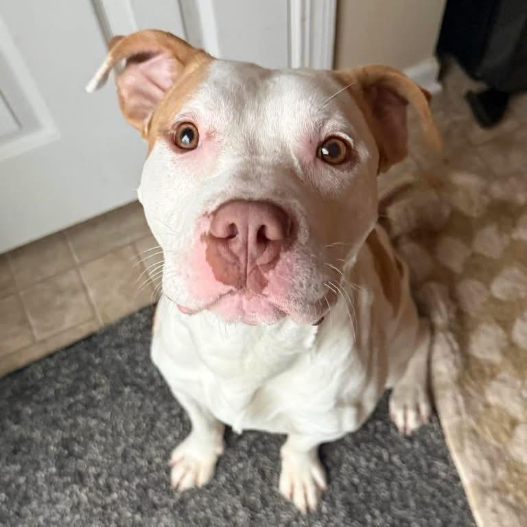 Enlarge Avocado, a Adoptable Pit Bull Terrier in Valparaiso, IN image 4/4