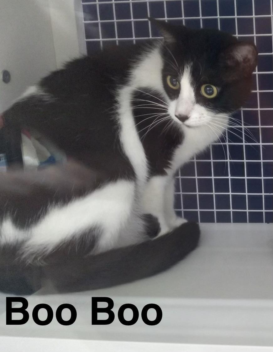 Boo Boo, Adoptable, Adult Male Domestic Short Hair & Domestic Short Hair (Black & White).
