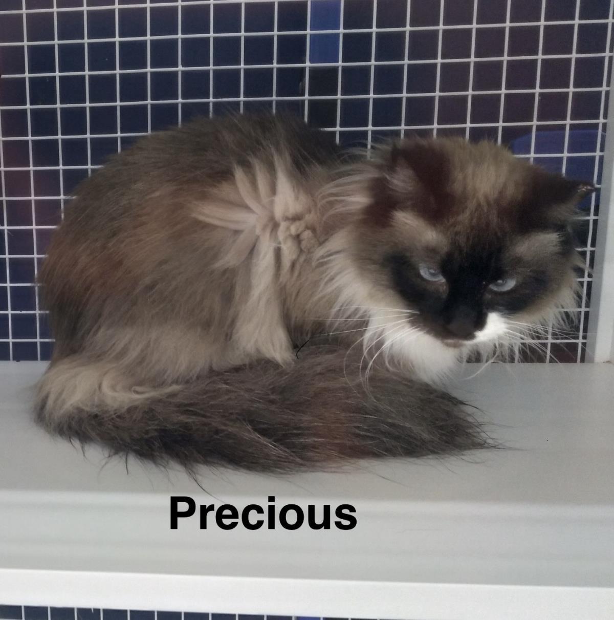 Boo Boo, a Adoptable mixed breed in St. Augustine, FL image 2/2