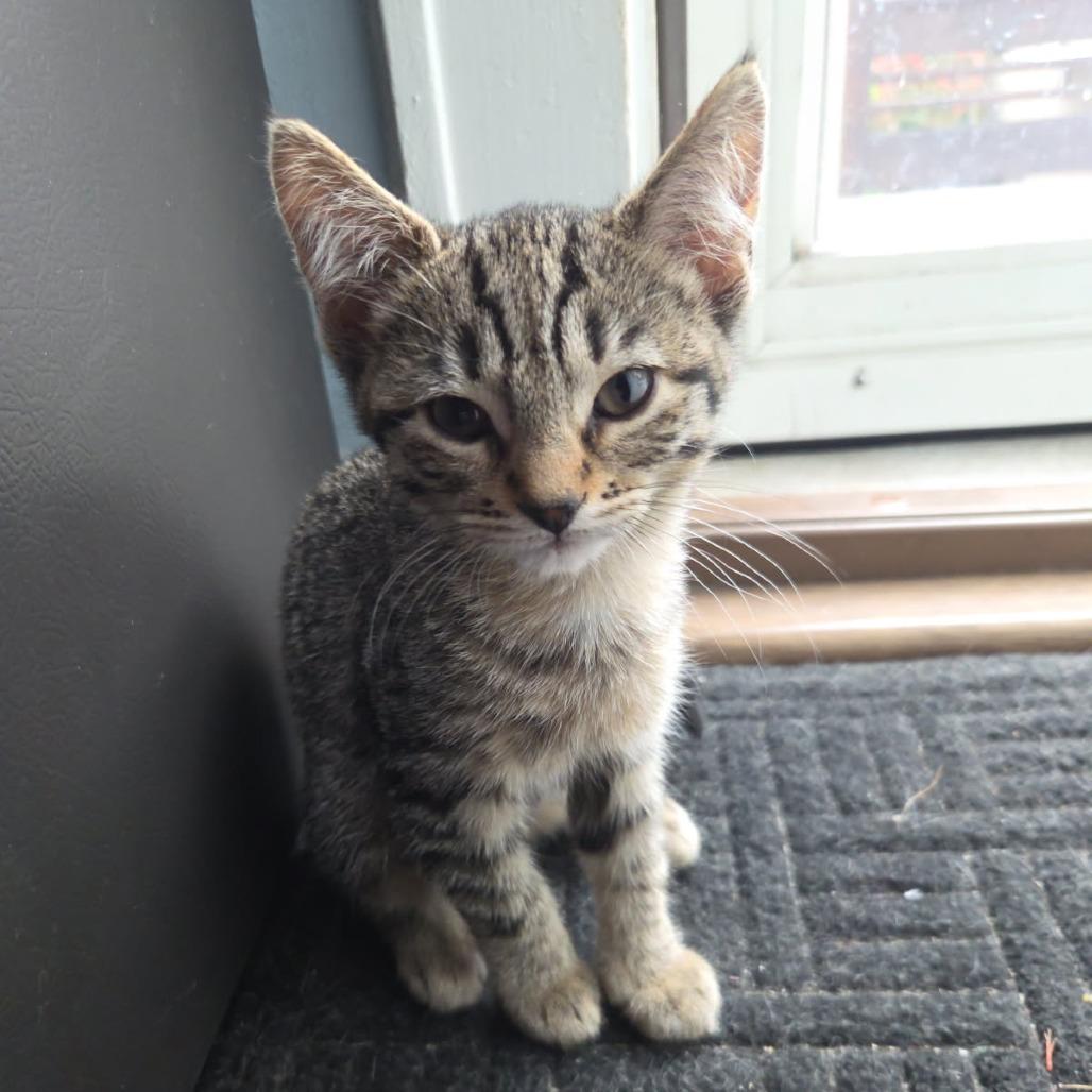 Ingrid Bergman, Adoptable, Kitten Female Domestic Short Hair.