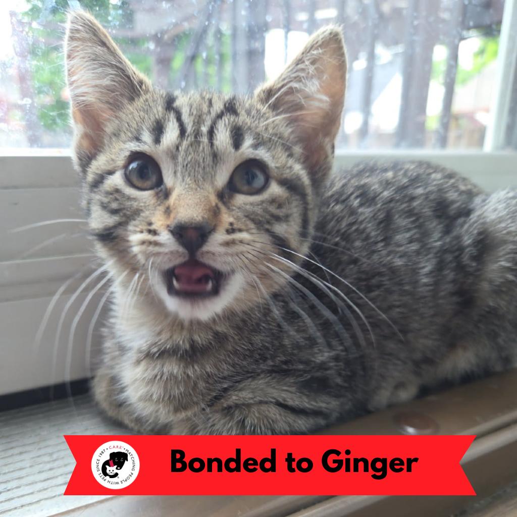 Enlarge Ingrid Bergman, a Adoptable Domestic Short Hair in Skokie, IL image 2/6
