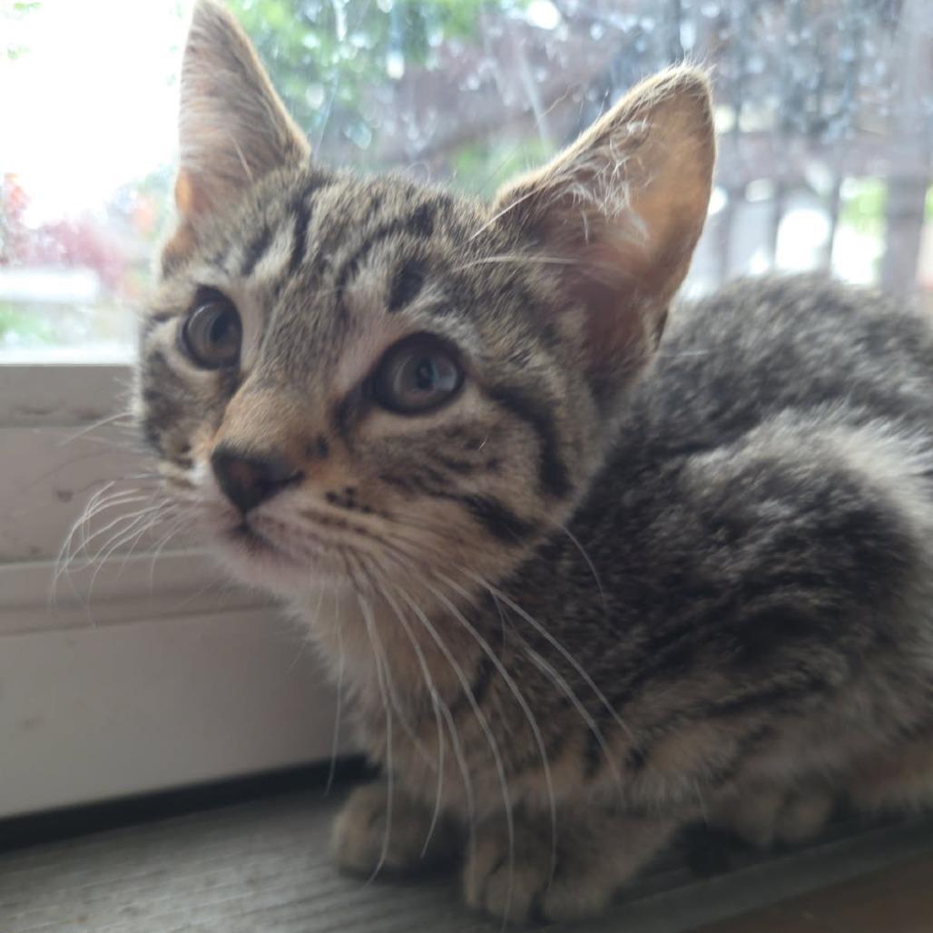 Enlarge Ingrid Bergman, a Adoptable Domestic Short Hair in Skokie, IL image 6/6