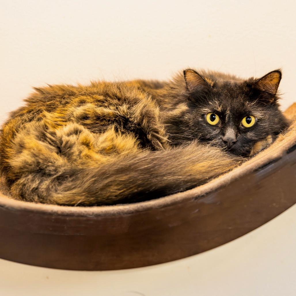 Clementine, Adoptable, Adult Female Domestic Long Hair.