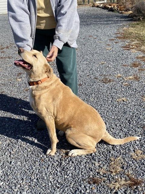 Enlarge Cookie Monster, a Adoptable mixed breed in Westminster, MD image 2/3