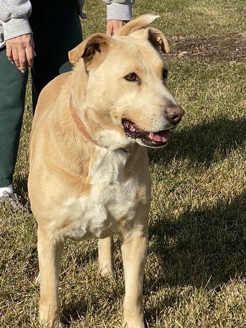 Enlarge Cookie Monster, a Adoptable mixed breed in Westminster, MD image 3/3