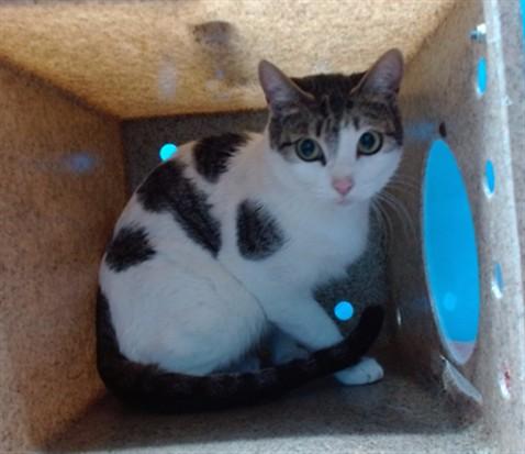 Enlarge A5766164, a Adoptable Domestic Short Hair in Gardena, CA image 1/1