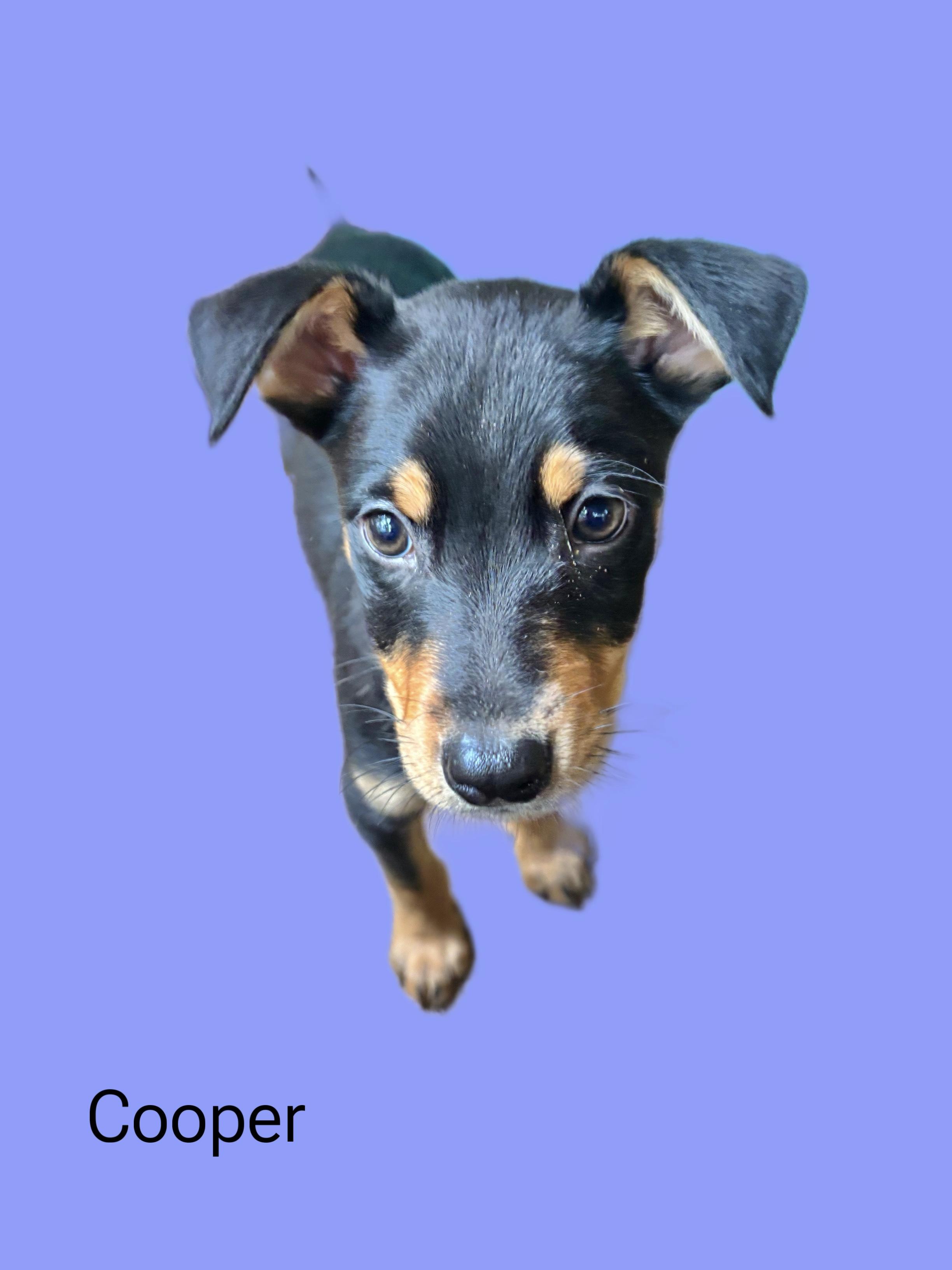 Cooper