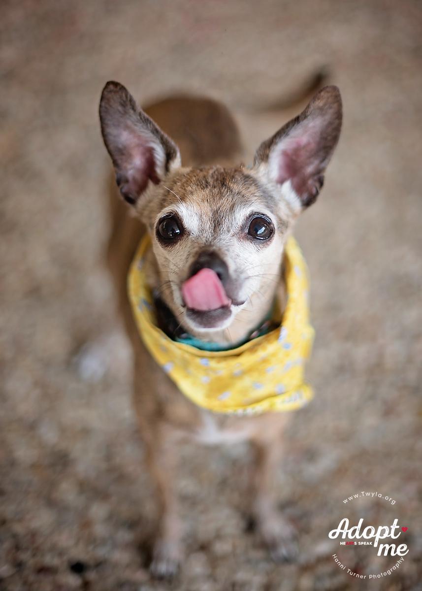 Pearl, a Adoptable mixed breed in Kingwood, TX image 2/12