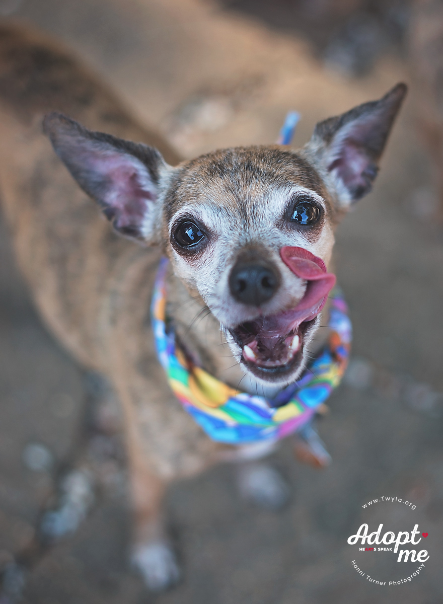 Enlarge Pearl, a Adoptable mixed breed in Kingwood, TX image 10/12