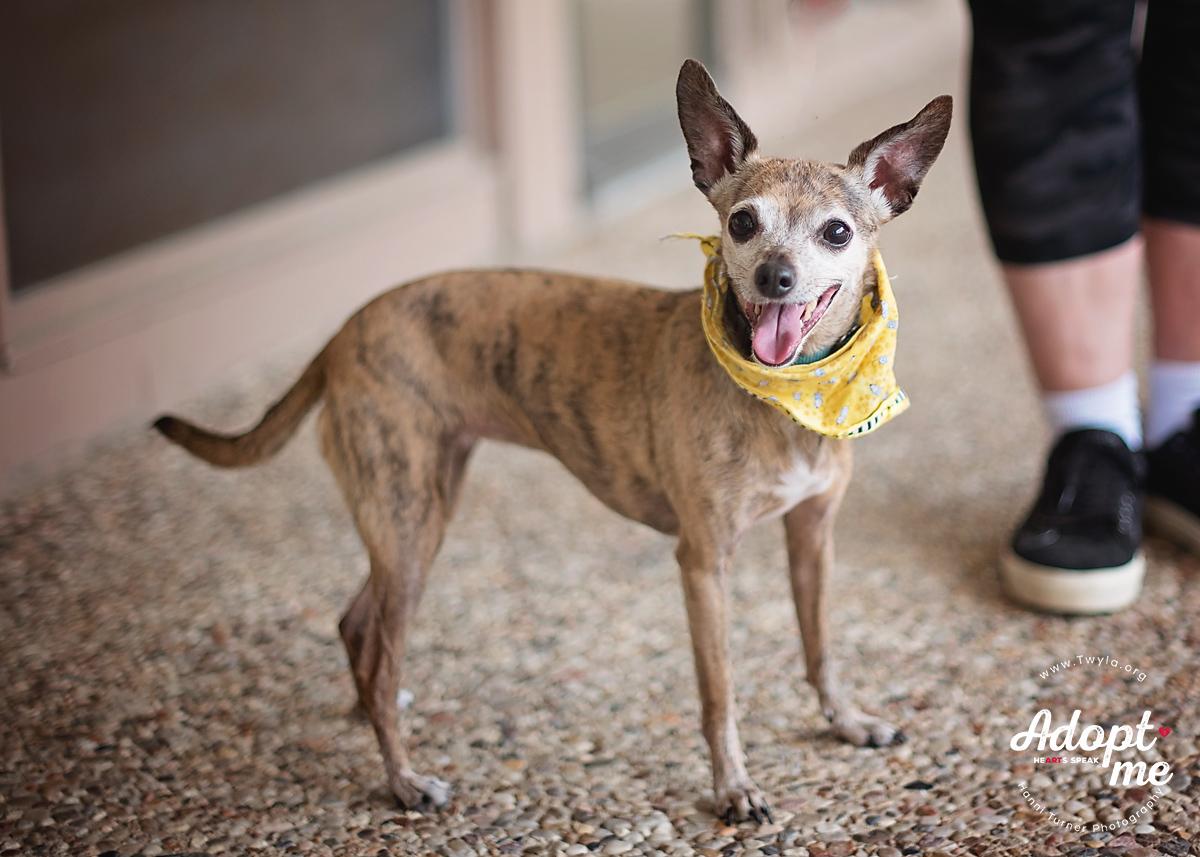 Pearl, a Adoptable mixed breed in Kingwood, TX image 5/12