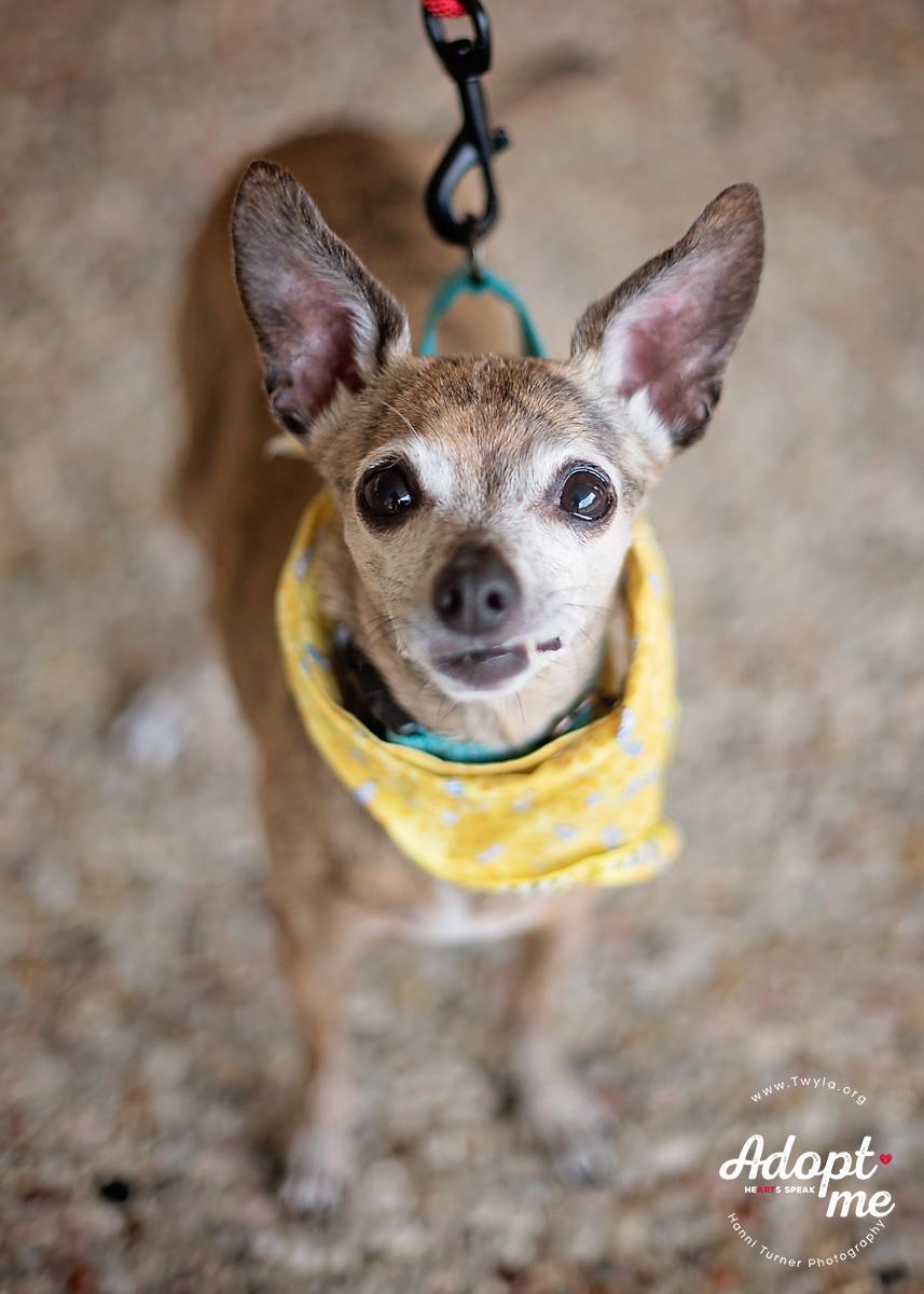 Pearl, a Adoptable mixed breed in Kingwood, TX image 1/12