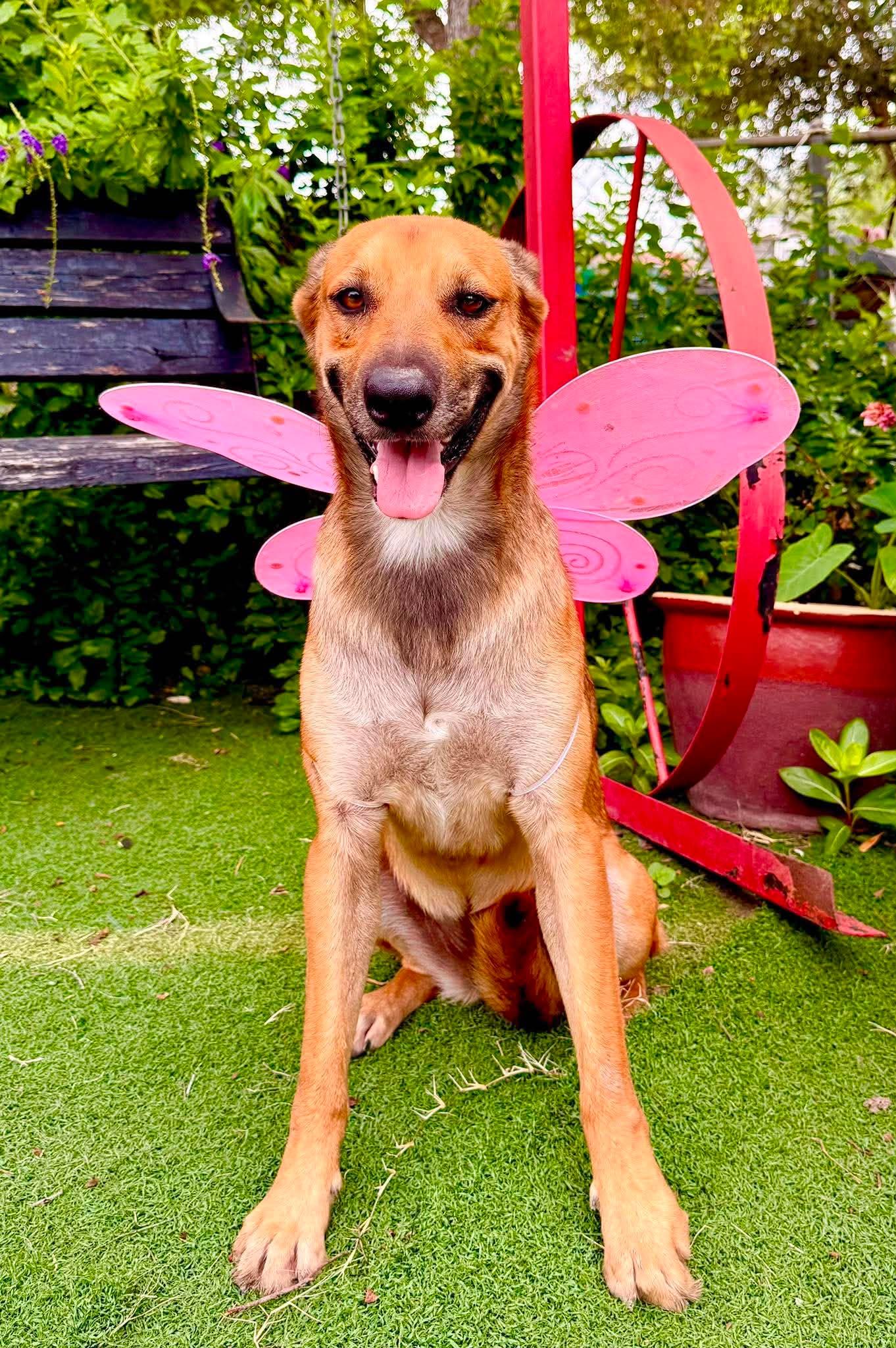 Enlarge Roxy, a Adoptable mixed breed in Mt Laurel Township, NJ image 2/6