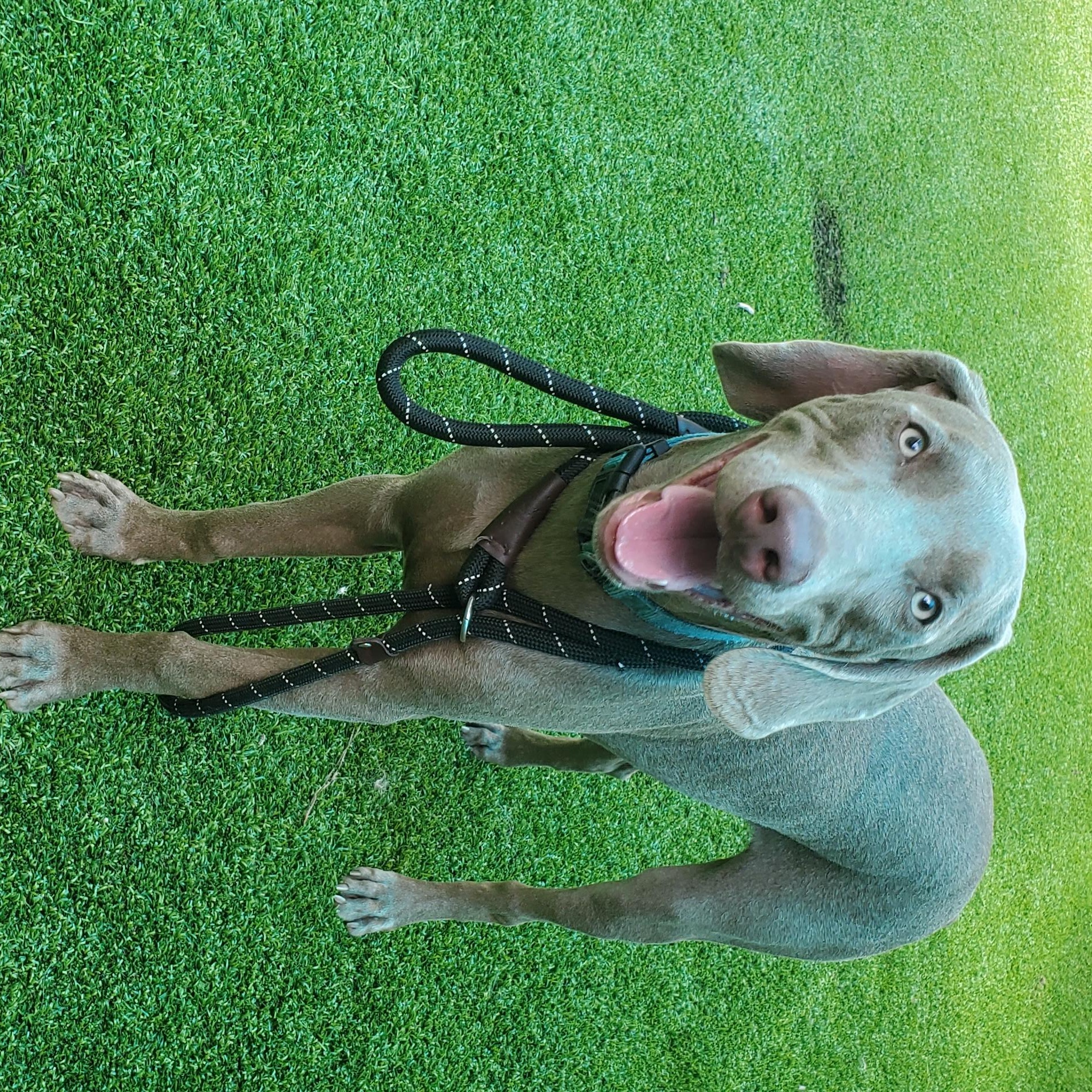 Banjo thumbnail 4