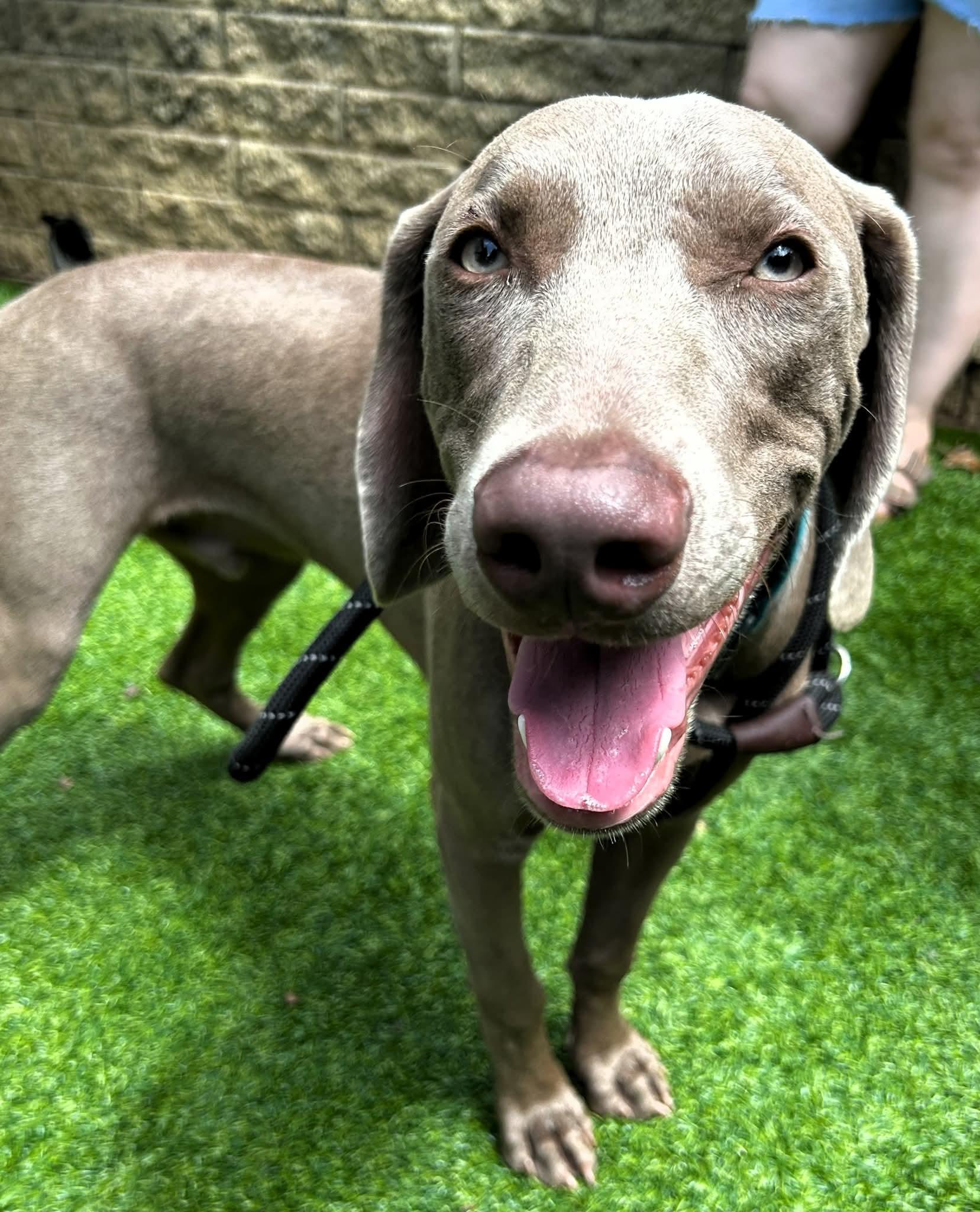 Banjo