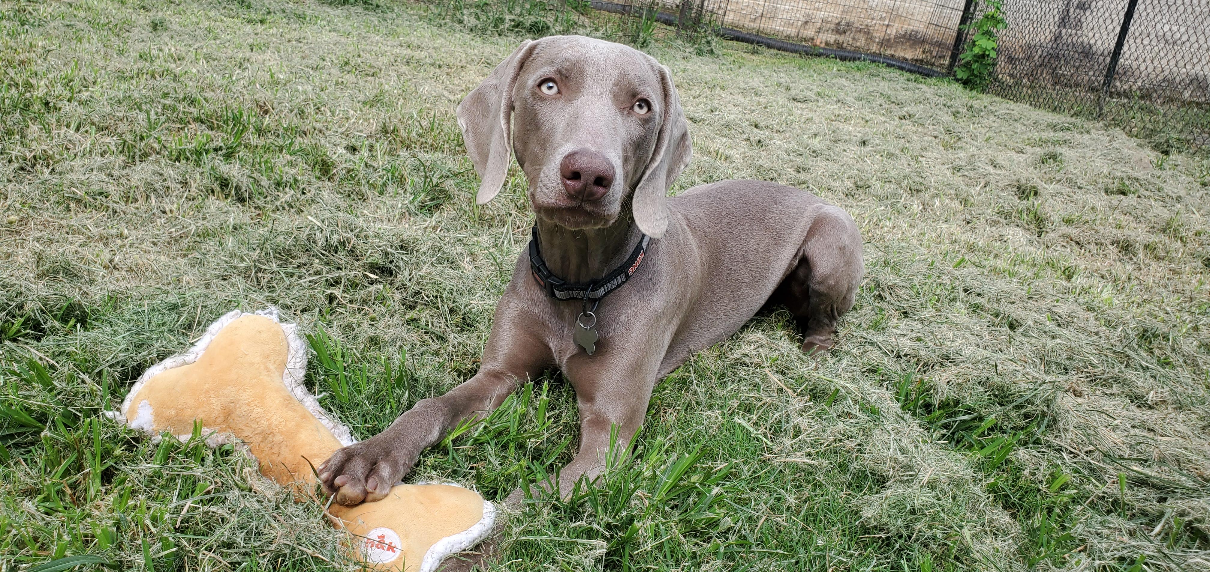 Banjo