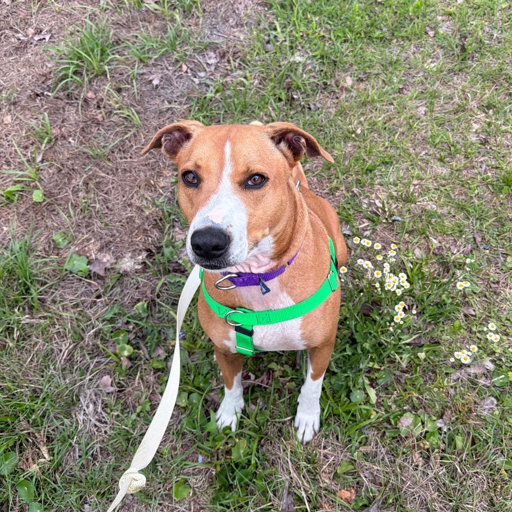 Tripp, Adoptable, Adult Male Mixed Breed.