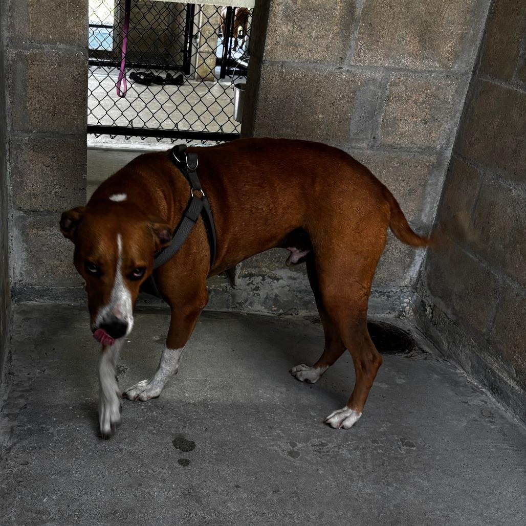 Enlarge Tripp, a Adoptable Mixed Breed in Clearwater, FL image 2/2