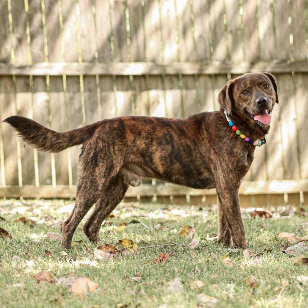 Tucker, Adoptable, Adult Male Plott Hound & Terrier.