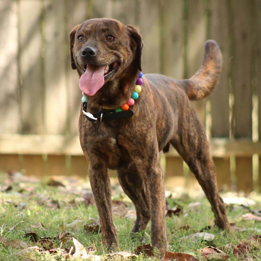 Enlarge Tucker, a Adoptable mixed breed in Madisonville, KY image 2/5