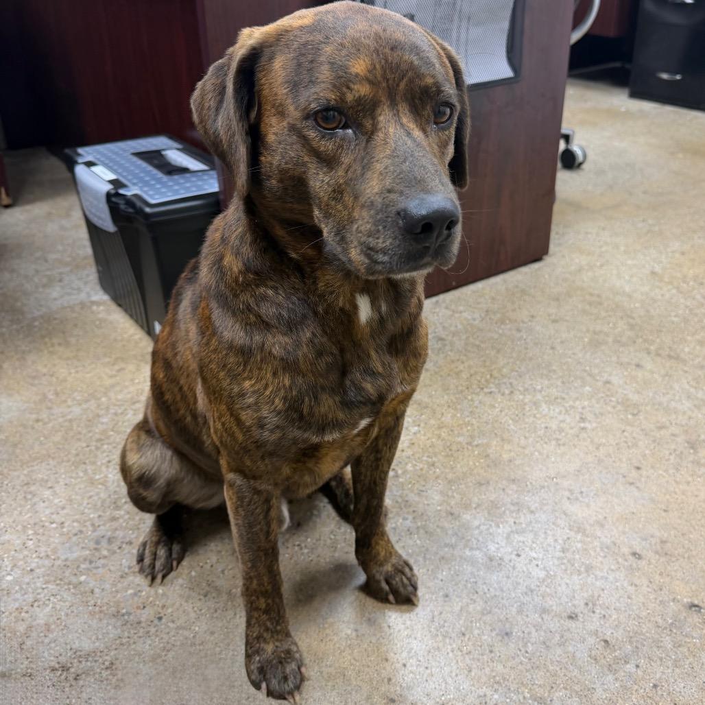Enlarge Tucker, a Adoptable mixed breed in Madisonville, KY image 3/5
