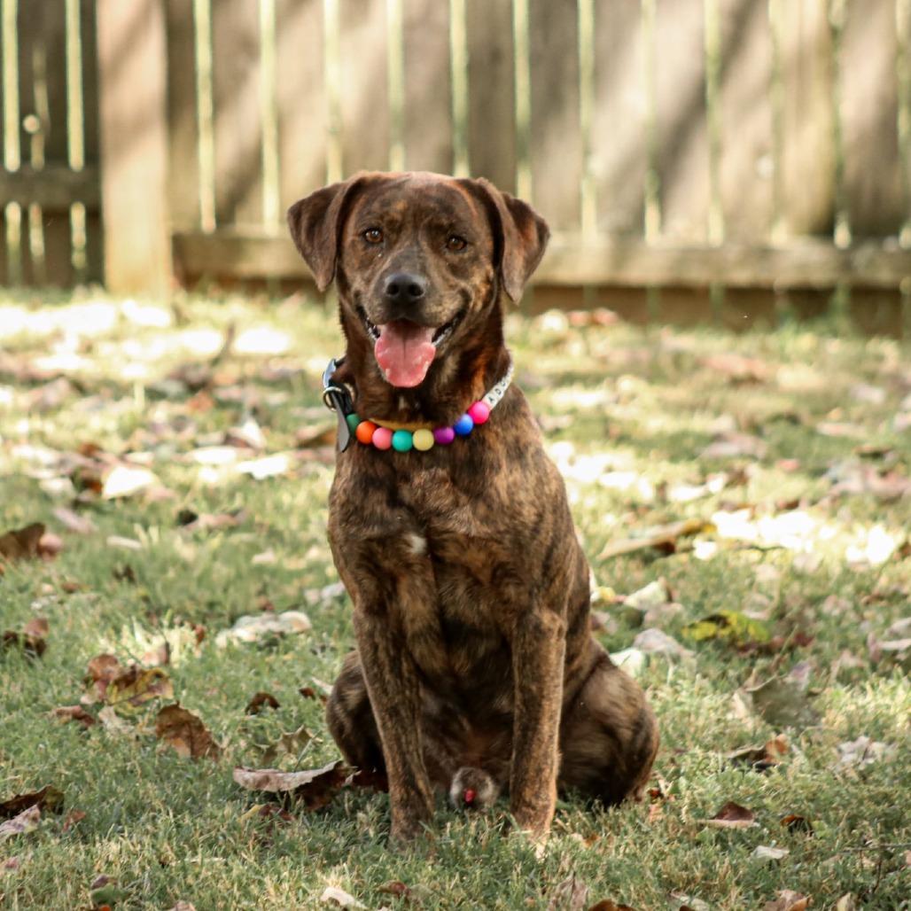 Enlarge Tucker, a Adoptable mixed breed in Madisonville, KY image 4/5