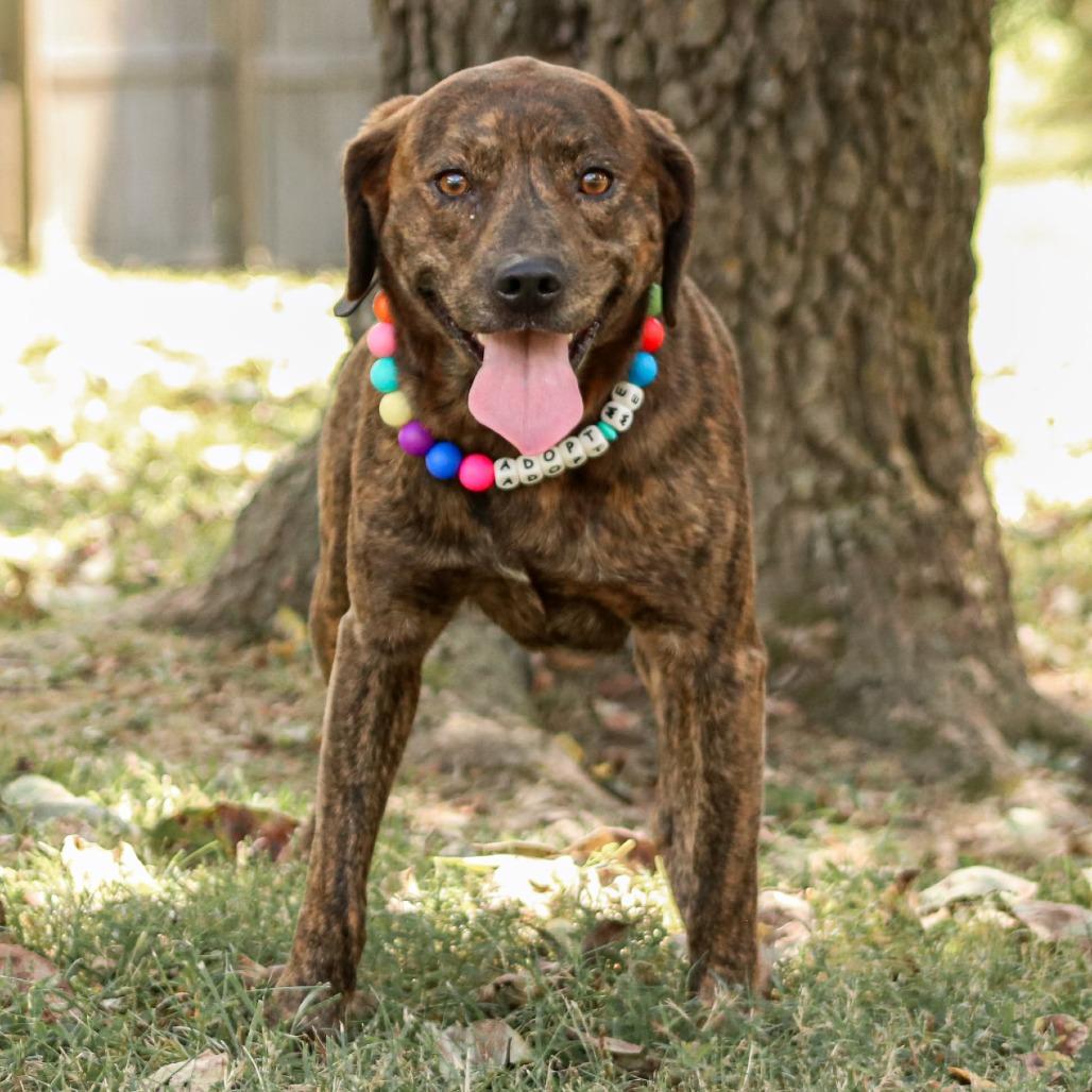 Enlarge Tucker, a Adoptable mixed breed in Madisonville, KY image 5/5