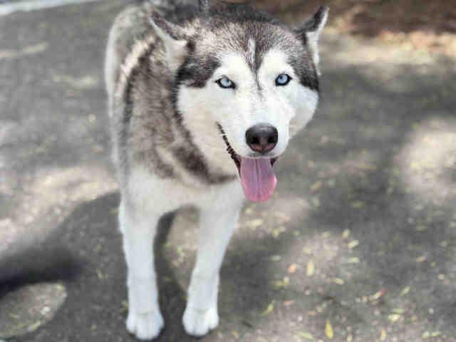 SARAH ELLA, Adoptable, Adult Female Siberian Husky.