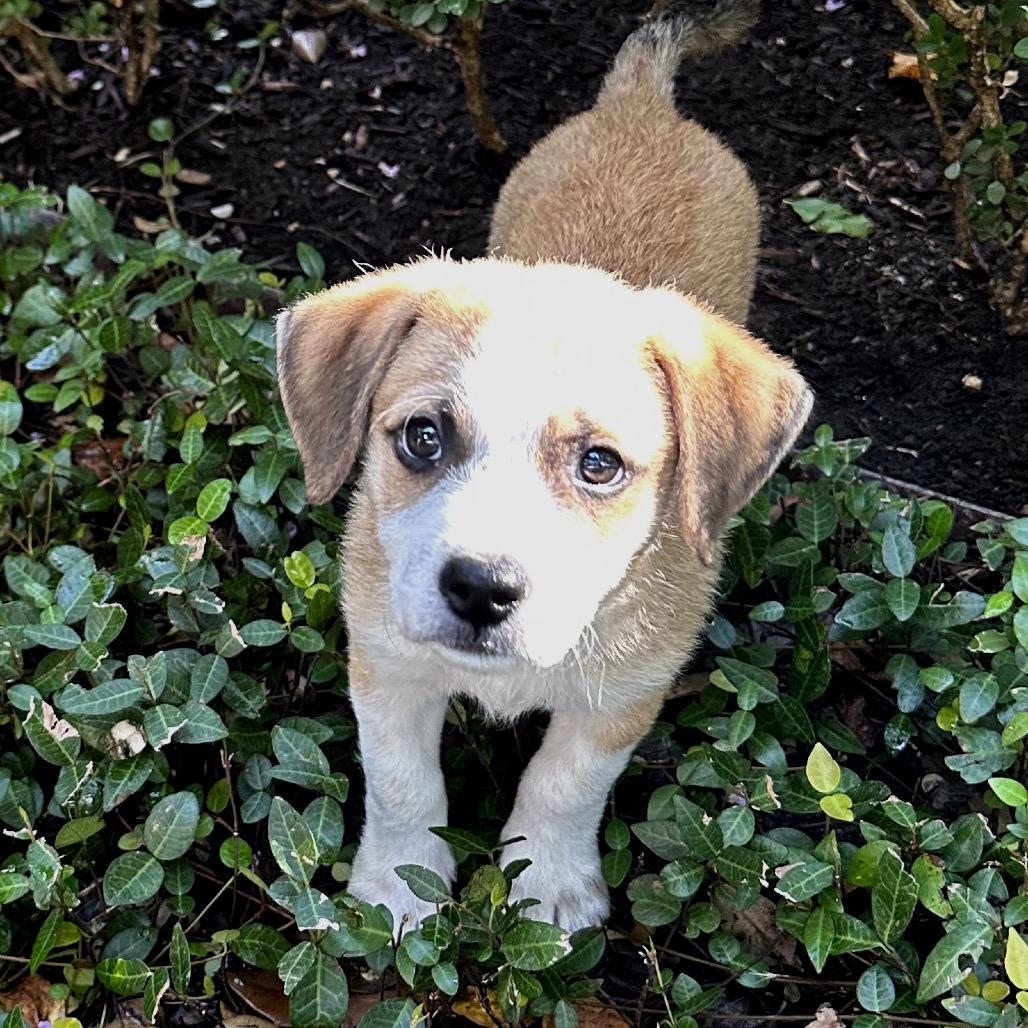 Enlarge Okra, a Adoptable mixed breed in Houston, TX image 1/4
