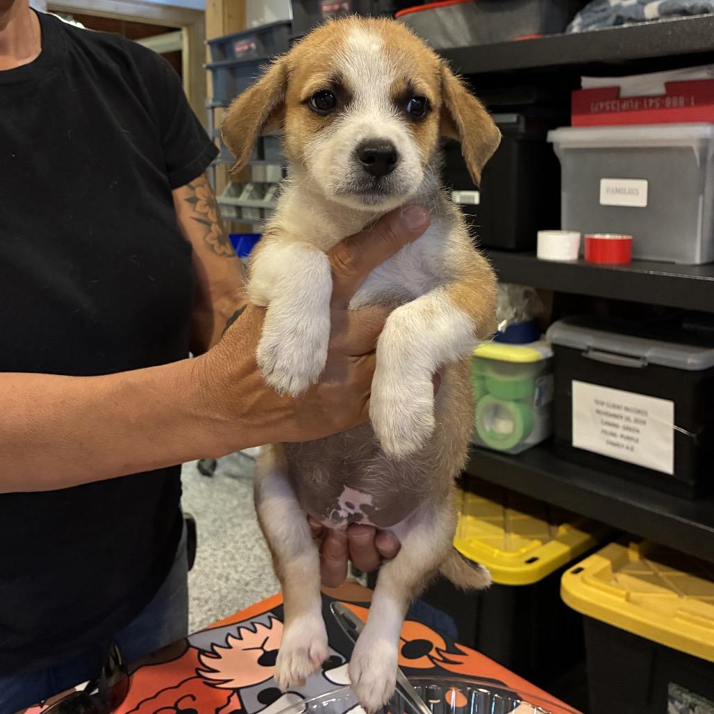 Enlarge Okra, a Adoptable mixed breed in Houston, TX image 2/4