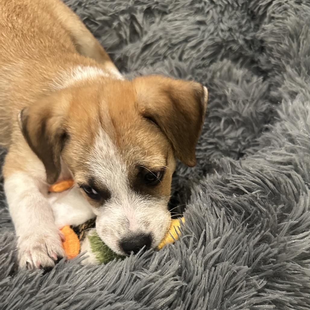 Enlarge Okra, a Adoptable mixed breed in Houston, TX image 3/4