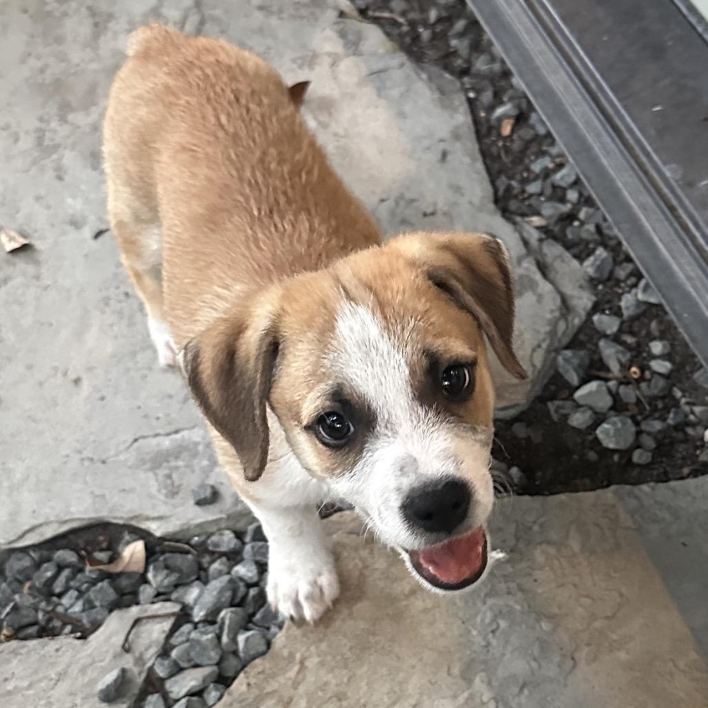 Enlarge Okra, a Adoptable mixed breed in Houston, TX image 4/4