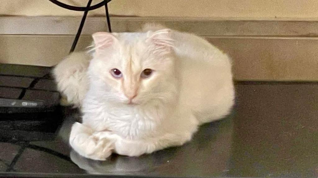 Lord, Adoptable, Young Male Scottish Fold.