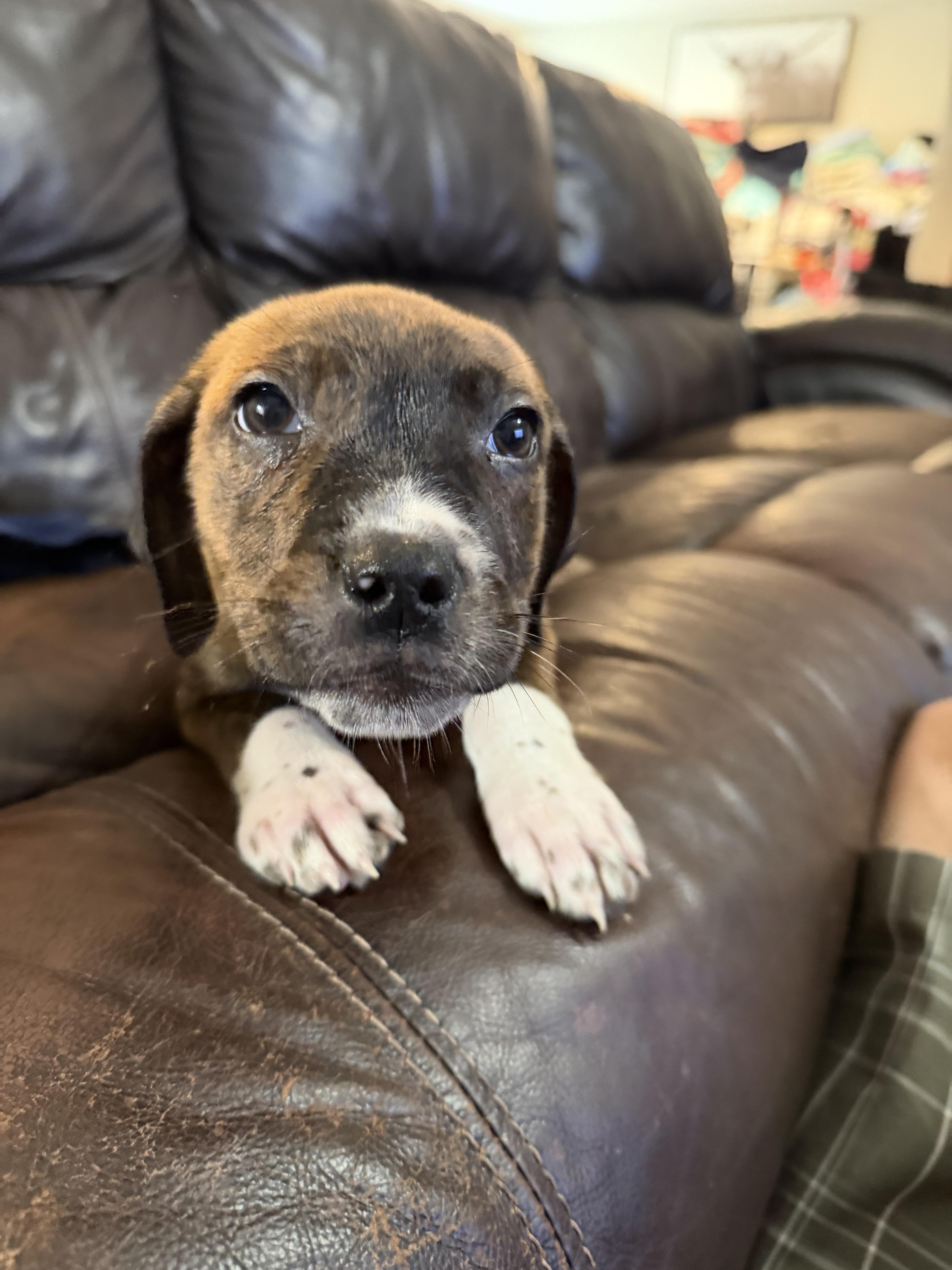 Pringles, ADOPTABLE, Puppy Female Boxer.