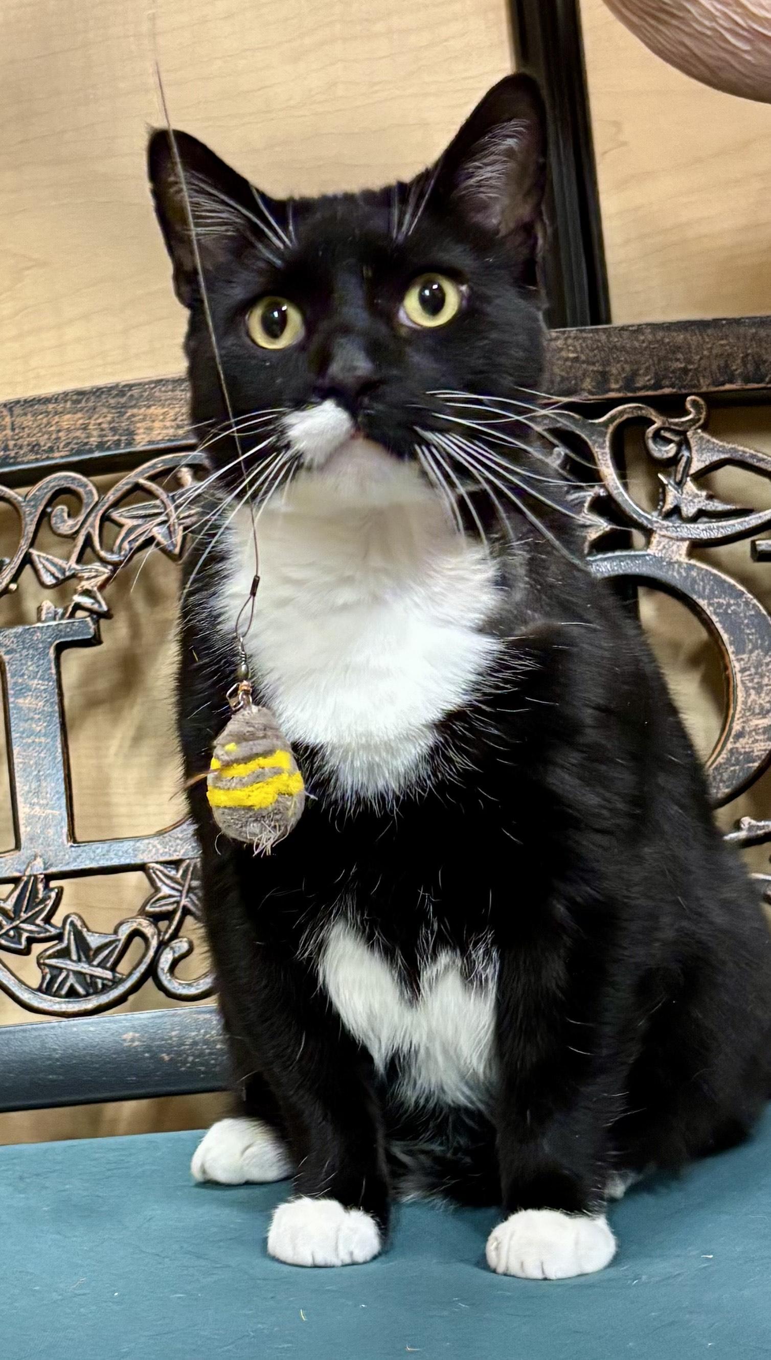 Stein Located @ PetSmart Near Lindale Mall, adopted, Adult Male Domestic Short Hair.