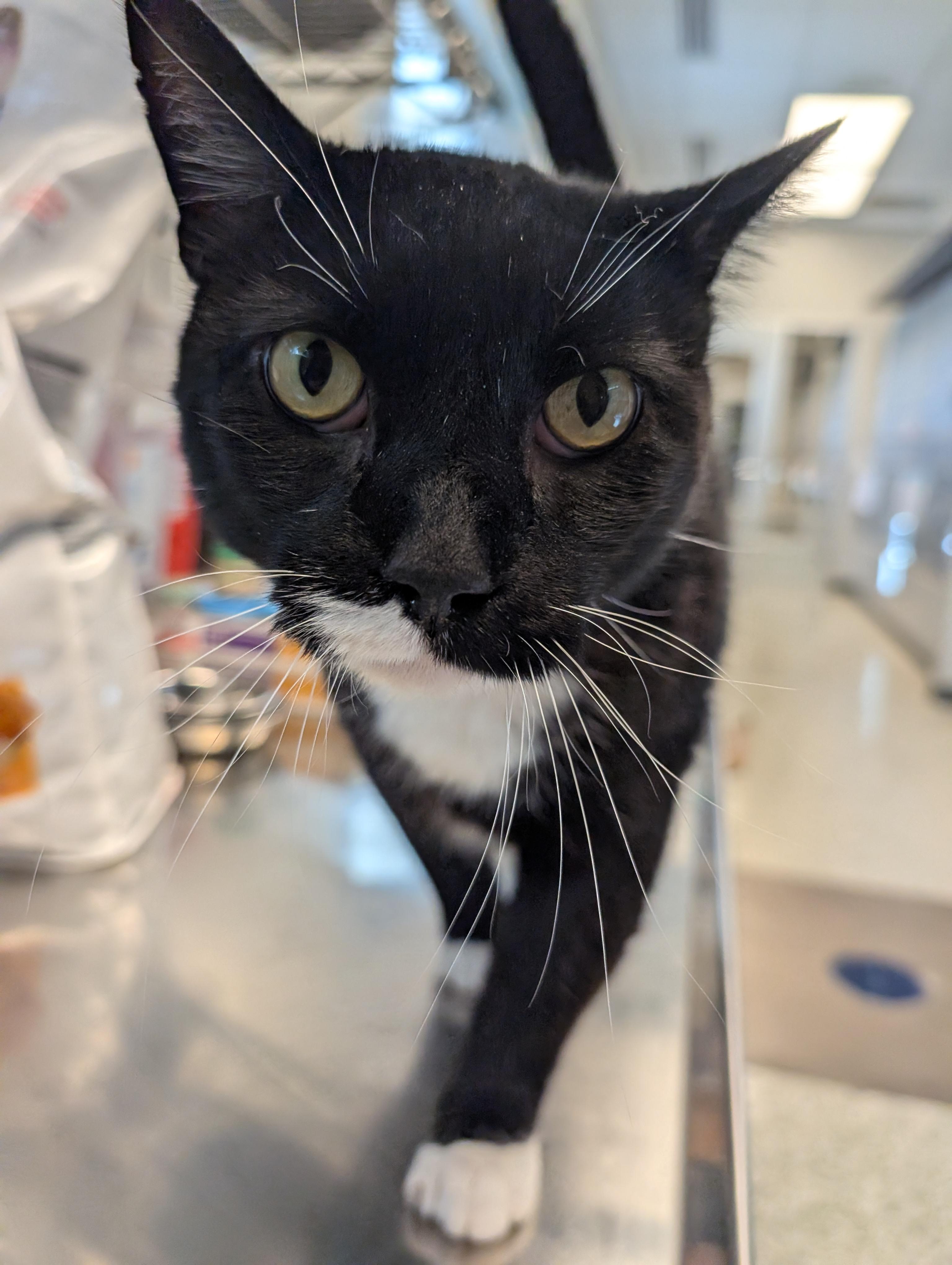 Enlarge Stein Located @ PetSmart Near Lindale Mall, an adopted Domestic Short Hair in Cedar Rapids, IA image 2/2