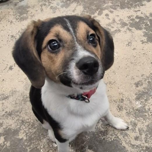 Milo, an adopted Mixed Breed in Saint Marys, PA image 2/2