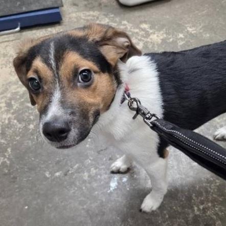 Milo, an adopted Mixed Breed in Saint Marys, PA image 1/2