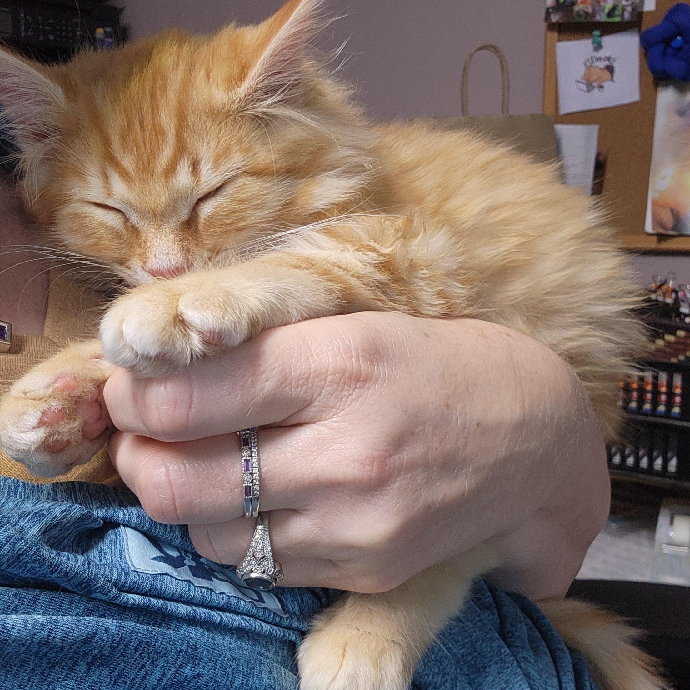 Enlarge Shakespeare, an adopted Domestic Long Hair in Boiling Springs, PA image 5/6