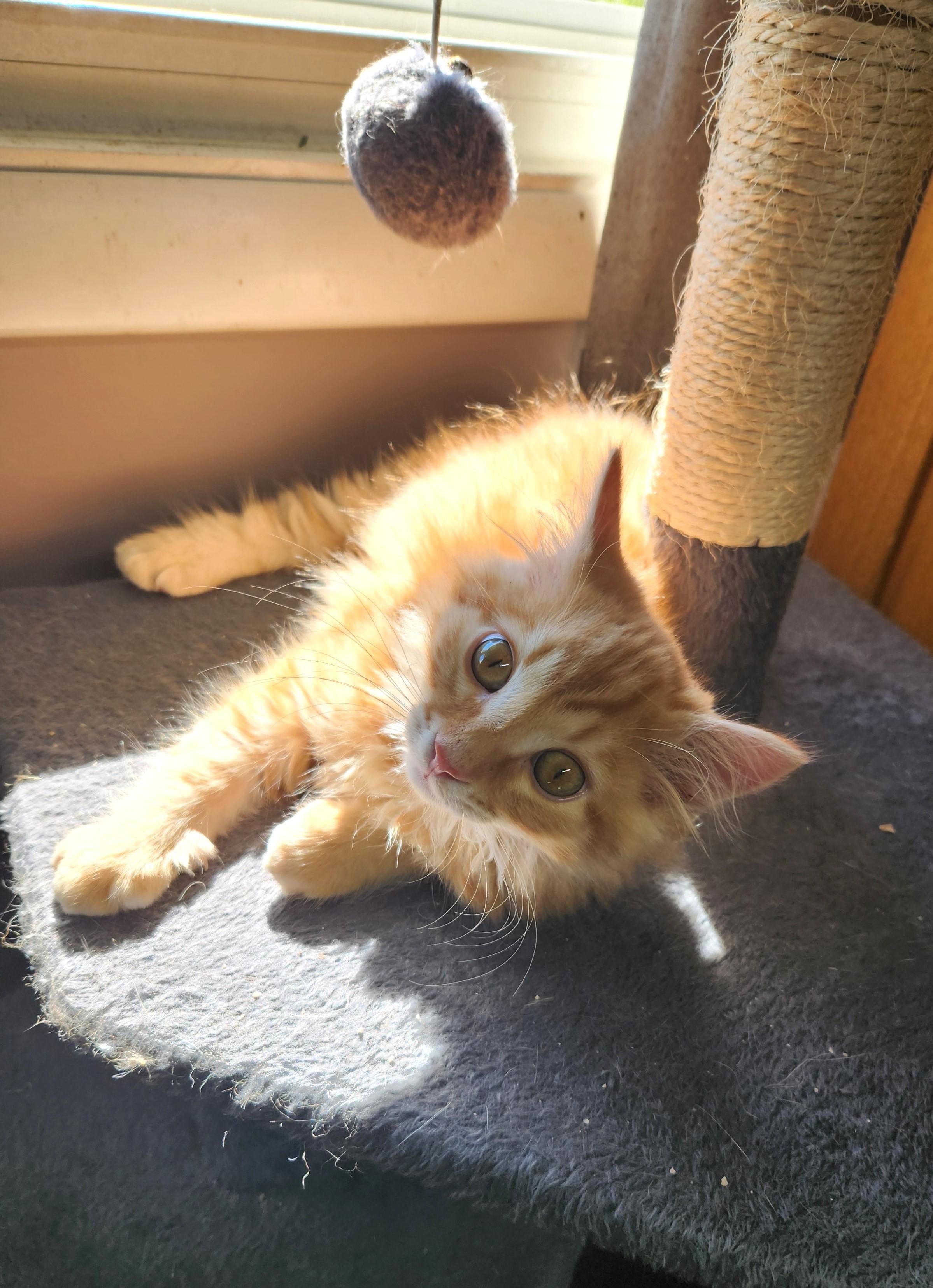 Enlarge Shakespeare, an adopted Domestic Long Hair in Boiling Springs, PA image 1/6