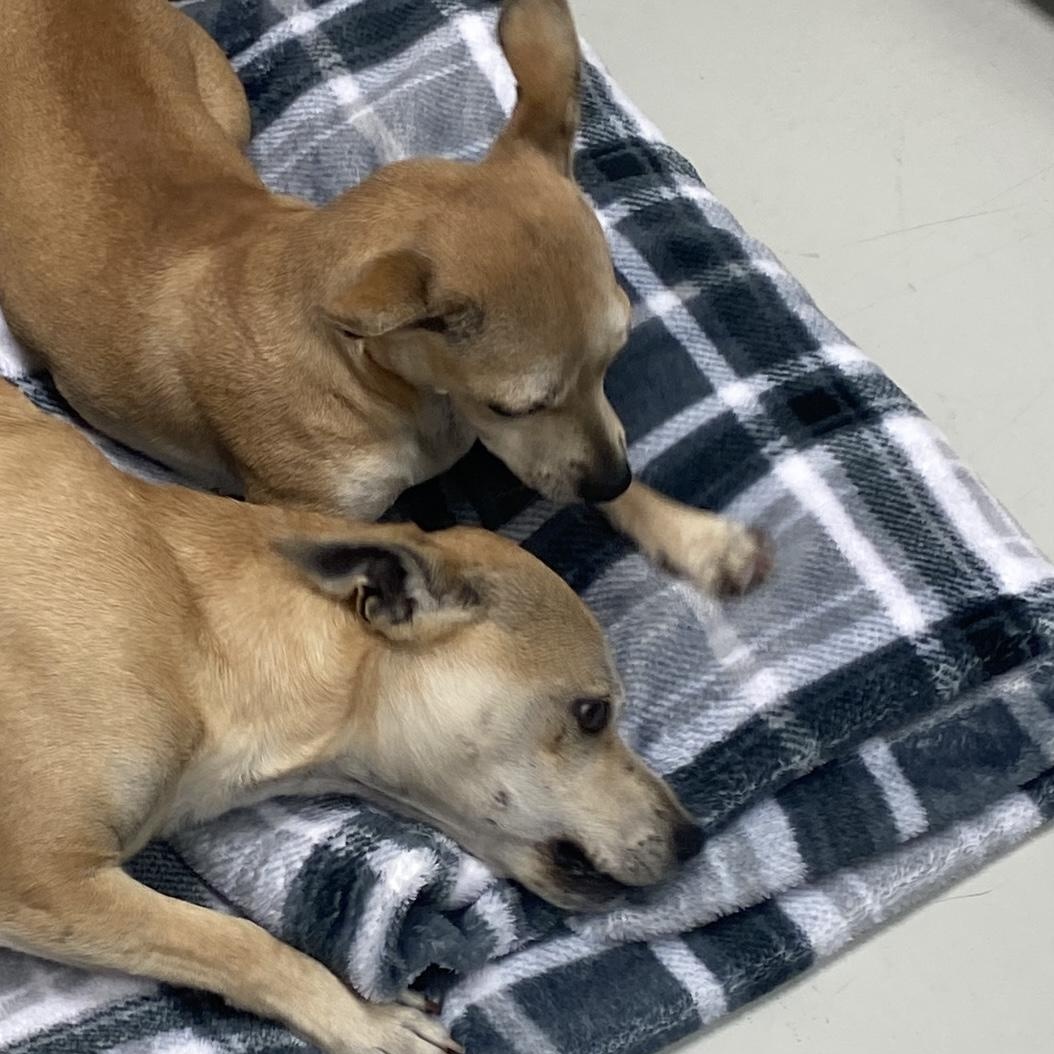 Enlarge Mr. and Mrs. Smith, an adopted Chihuahua in Hartford, KY image 5/6