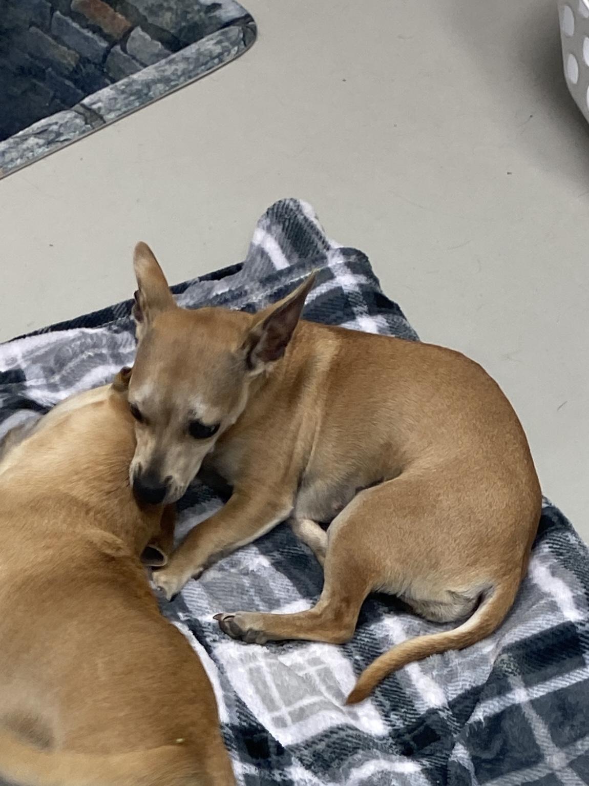 Enlarge Mr. and Mrs. Smith, an adopted Chihuahua in Hartford, KY image 6/6