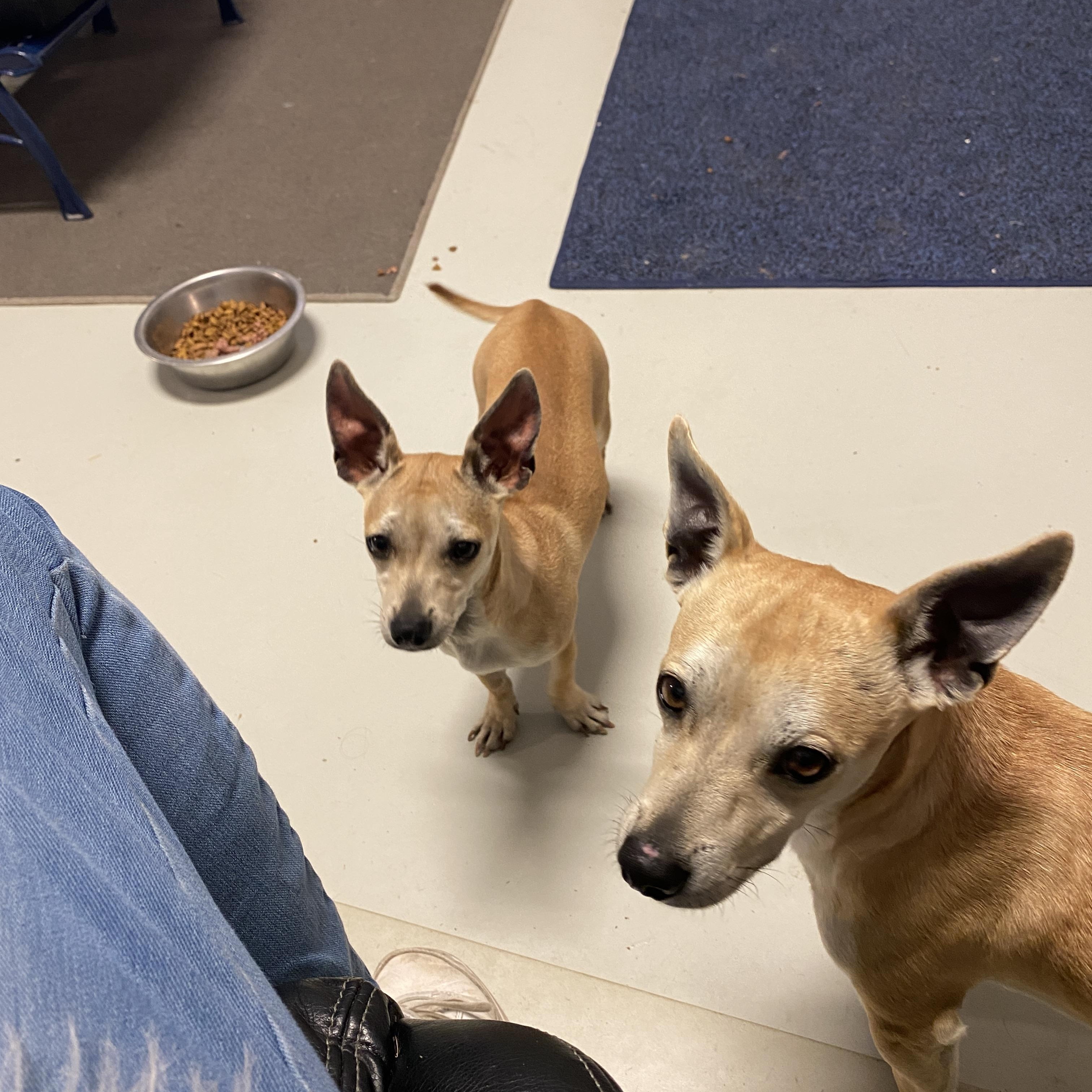 Enlarge Mr. and Mrs. Smith, an adopted Chihuahua in Hartford, KY image 4/6