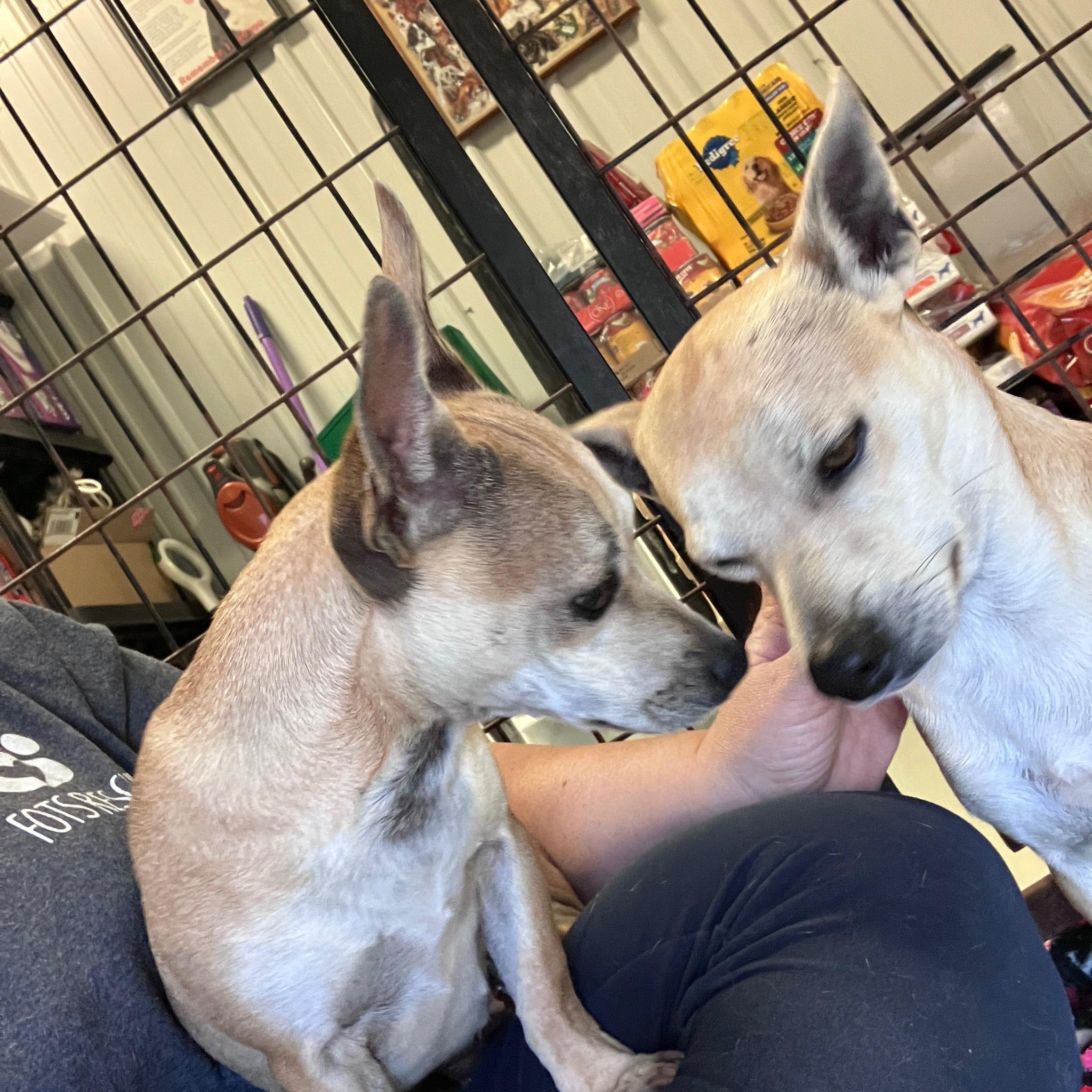 Enlarge Mr. and Mrs. Smith, an adopted Chihuahua in Hartford, KY image 1/6