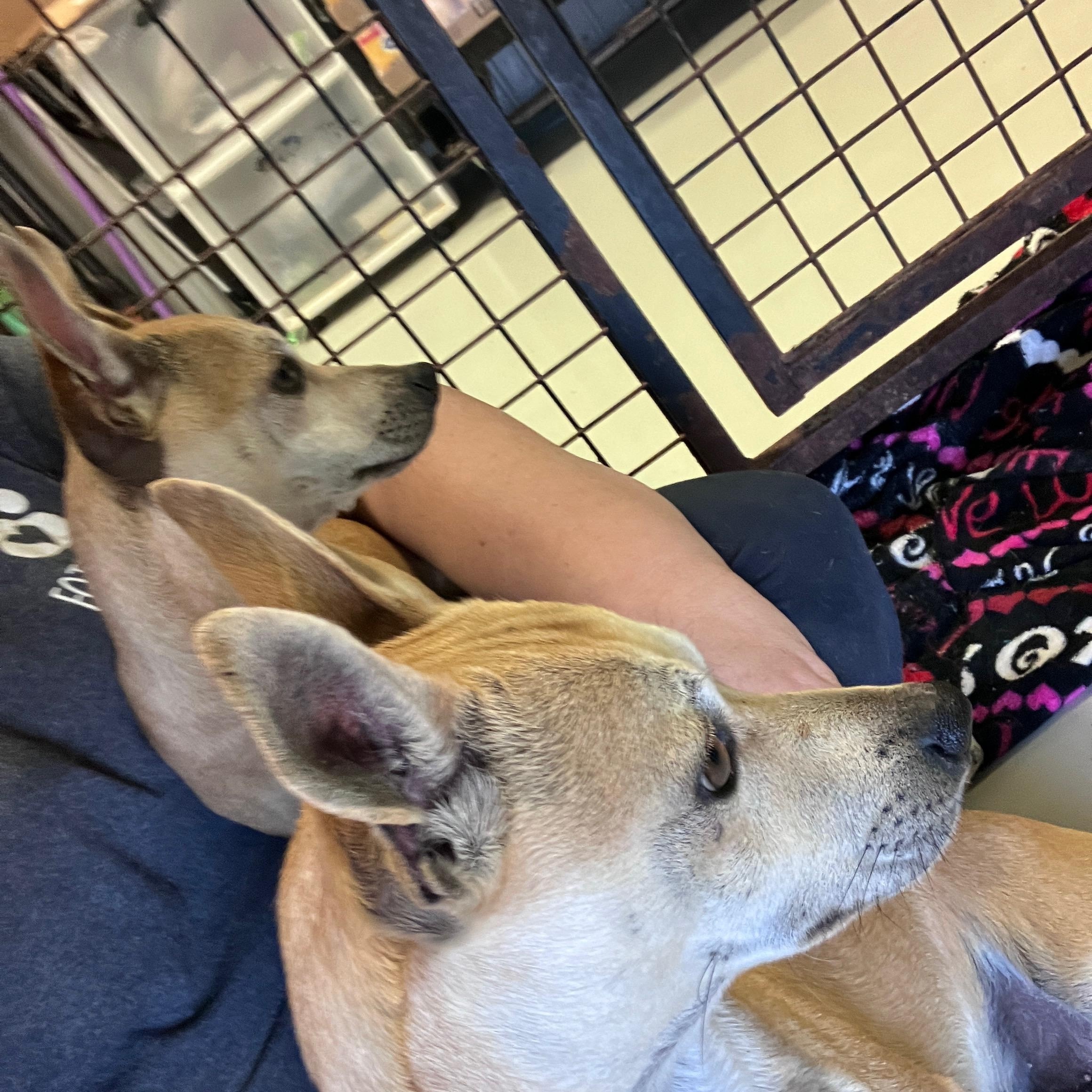 Enlarge Mr. and Mrs. Smith, an adopted Chihuahua in Hartford, KY image 2/6